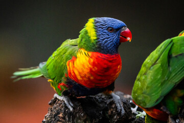 Rainbow Lorikeet
