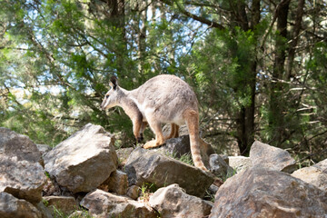 Obraz premium The Yellow-footed Rock-wallaby is brightly coloured with a white cheek stripe and orange ears. It is fawn-grey above with a white side-stripe, and a brown and white hip-stripe.