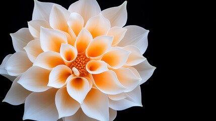 Fototapeta premium Delicate Orange Dahlia Flower in Full Bloom Against a Black Backdrop Creating a Striking Contrast