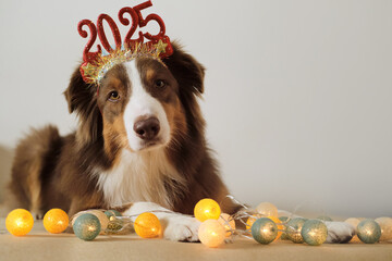 Pets celebrate New year and Christmas concept. Brown Australian Shepherd wears a red headband with...