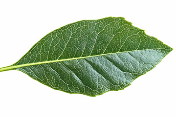 Obraz premium Vibrant Green Leaf Macro Photography - Detailed Leaf Vein Structure