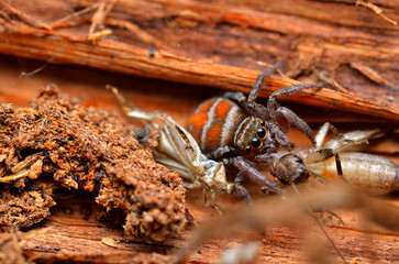 small spider stalking and catching its prey