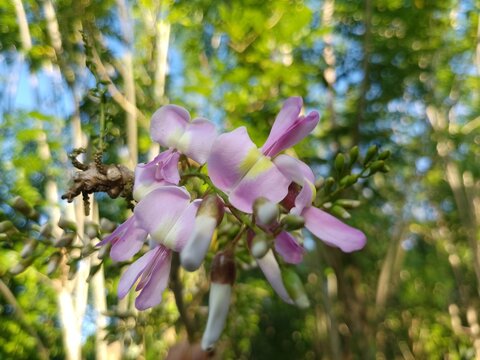 gliricidia sepium in the garden