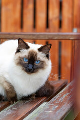 Ragdoll Katze auf einer Holzbank auf der Terrasse