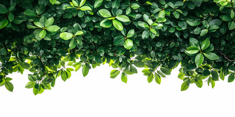 Lush Green Leaves Background Image: A Vibrant Nature Illustration