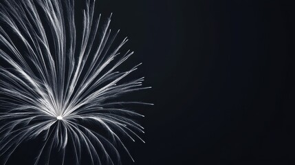 Obraz premium Monochrome Floral Burst Against a Dark Background