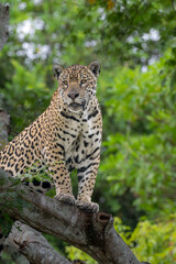 Obraz premium Jaguar balanced on front paws on a high branch