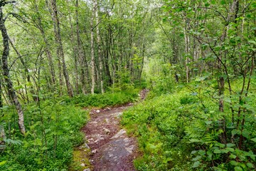 Obraz premium Forest Hiking Path Surrounded by Lush Greenery and Birch Trees