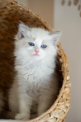 Ragdoll Kätzchen in ihrem Katzenkorb