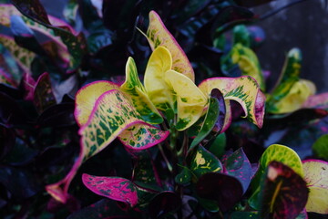 Close up detail with the foliage of Codiaeum variegatum or Croton tropical plant. Selective focus © Tyada_Nam