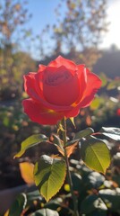 A vibrant red rose in sunlight, showcasing its beauty and natural elegance.