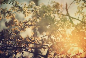 Abstract spring background