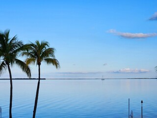 palm trees in front of calm blue sea