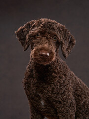 An Italian Water Dog stands against a dark backdrop, its curly coat and calm expression making for...