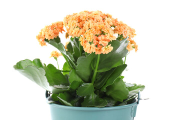 One beautiful potted kalanchoe flower isolated on white