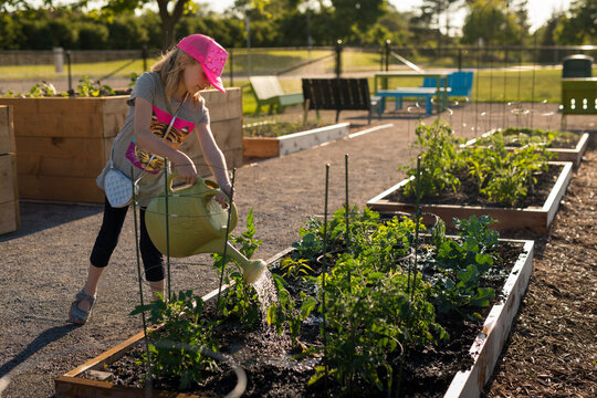 Girl watering garden plot and tending family vegetable garden