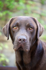 Portr&auml;t eines braunen Labrador Retriever