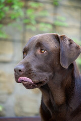 Portr&auml;t eines braunen Labrador Retriever