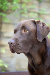 Porträt eines braunen Labrador Retriever