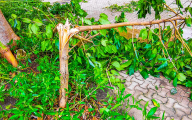 Hurricane 2024 Playa del Carmen Mexico destruction devastation broken trees.