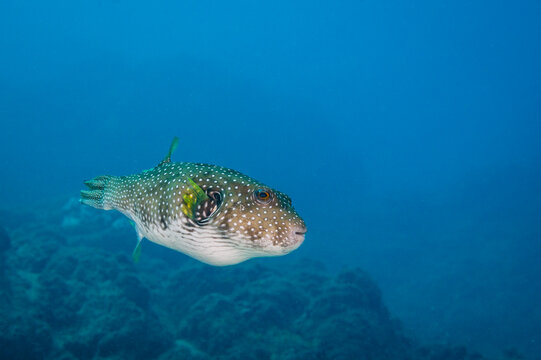 Pufferfish Portrait