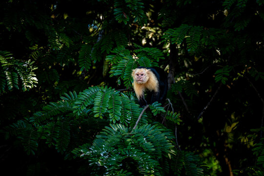 White-Faced Monkey Portrait