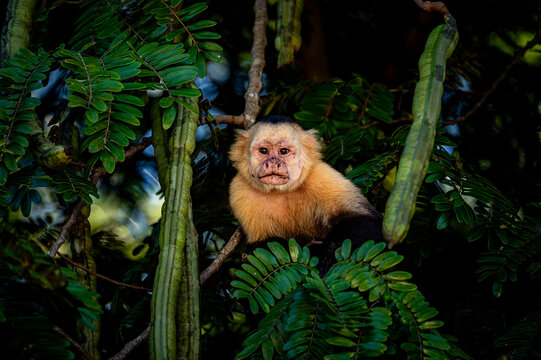 White-Faced Monkey Portrait