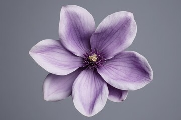 Obraz premium Purple Magnolia blossom on gray backdrop