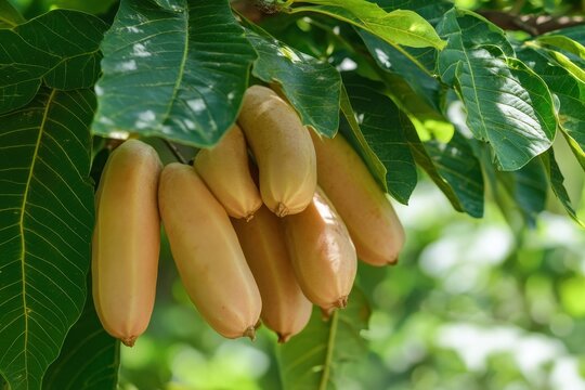 Raw tamarind leaf on tree