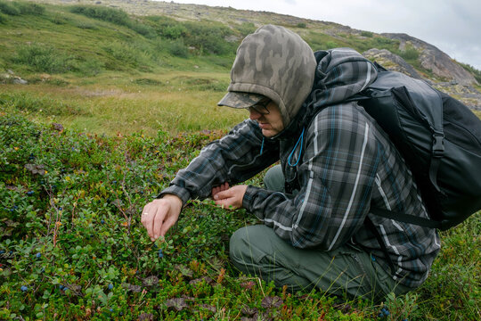 A man with a backpack Picks Blueberries in the Arctic Tundra