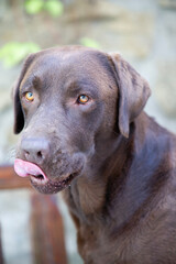 Fototapeta premium Porträt eines braunen Labrador Retriever