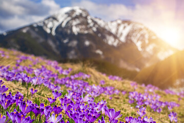 Dolina Chocholowska with blossoming purple crocuses or saffron flowers,Tatra mountains, Poland. © Roxana