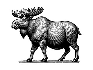 Fototapeta premium Fat body positive moose with exaggerated proportions, intricate antlers and textured fur in a bold style sketch engraving generative ai PNG illustration. Scratch board. Black and white image.