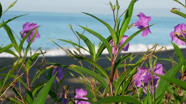 Beach front view with lush garden purple flowers and green fauna