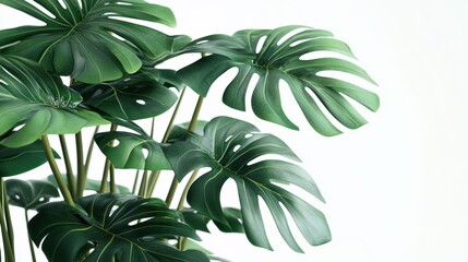 Lush green monstera plant arrangement indoor decor aesthetic setting close-up view