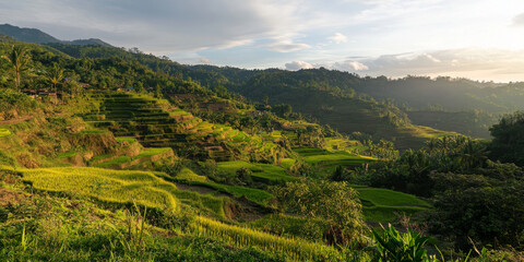 Fototapeta premium A quiet rice field at sunrise, with terraces cascading down a hillside. The golden light of dawn highlights the lush green fields.