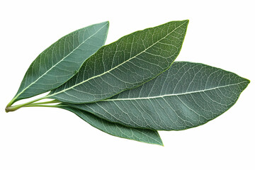 Obraz premium Green Leaf Illustration: Detailed Veined Foliage, Nature Photography