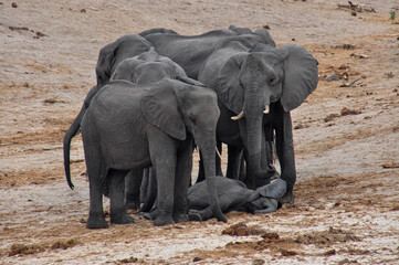 Obraz premium Several African elephants stand guard around a baby elephant sleeping on the ground.