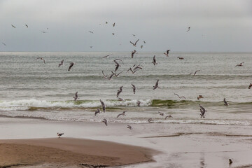 Gaviotas en Playa Las Sombrillas - Barranco, Lima, Perú
