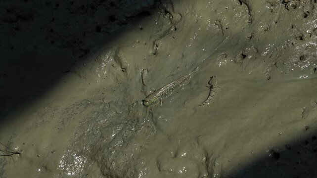 A group of mudskippers crawling on muddy water on sunny day. 