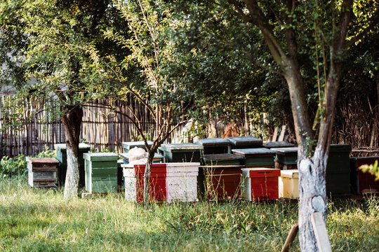 Beehives in a serene garden surrounded by trees