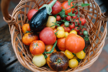 Basket of fresh, colorful vegetables from the garden.