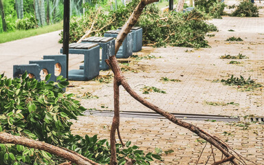 Hurricane 2024 Playa del Carmen Mexico destruction devastation broken trees.