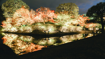 京都の東寺の紅葉の美しいライトアップ
