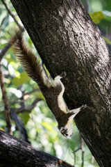 squirrel hanging upside down on tree trunk in green city park, shallow depth of field, beautiful bokeh background