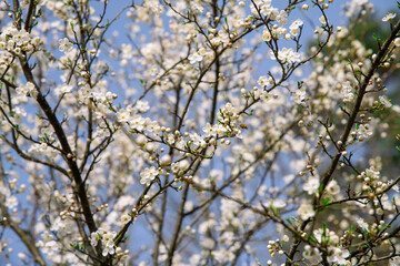 Plum flowers