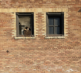 Weathered brick wall with windows