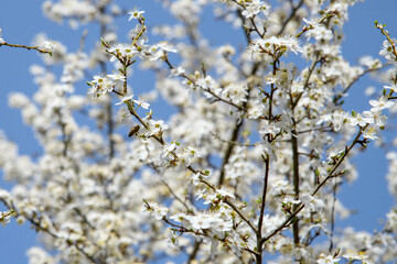 Plum flowers