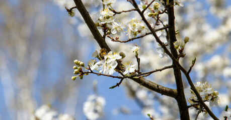 Plum flowers