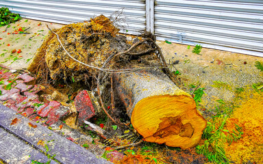 Hurricane 2024 Playa del Carmen Mexico destruction devastation broken trees.
